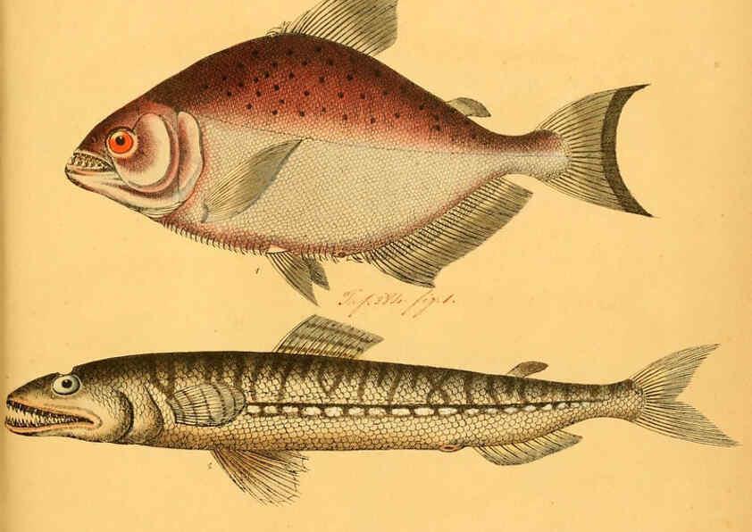 Reproducción/Reproduction 6059227452: Naturgeschichte in Bildern : mit erläuterndem Text / Von Professor Dr. Strack. Lief. 4. (Heft 33-56). Fische. Düsseldorf :Arnz & Co.,[1819-1826] 