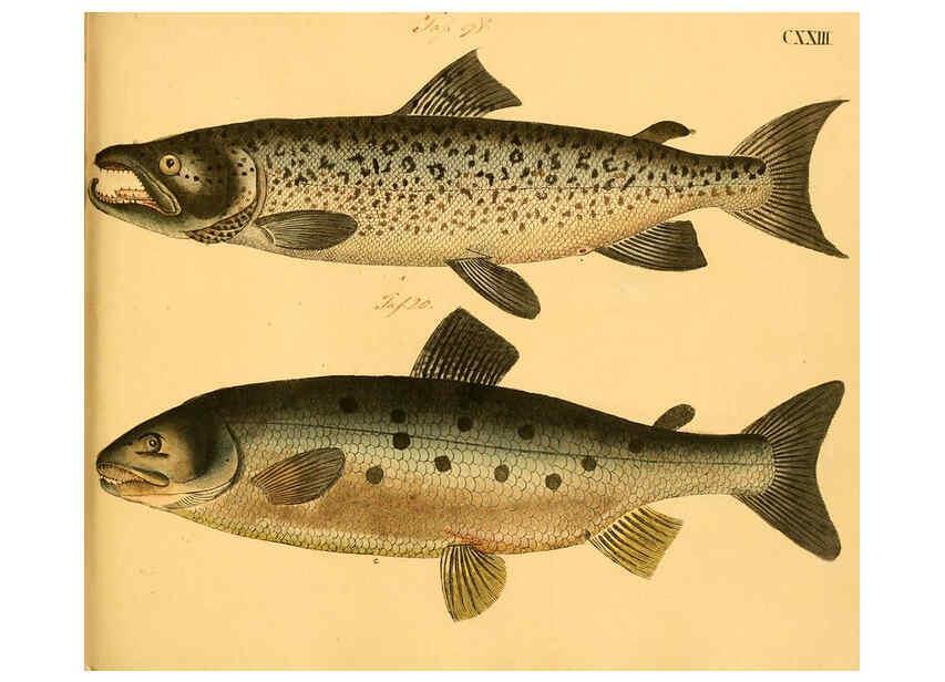Reproducción/Reproduction 6059227688: Naturgeschichte in Bildern : mit erläuterndem Text / Von Professor Dr. Strack. Lief. 4. (Heft 33-56). Fische. Düsseldorf :Arnz & Co.,[1819-1826] 