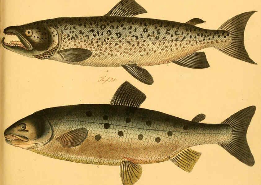 Reproducción/Reproduction 6059227688: Naturgeschichte in Bildern : mit erläuterndem Text / Von Professor Dr. Strack. Lief. 4. (Heft 33-56). Fische. Düsseldorf :Arnz & Co.,[1819-1826] 