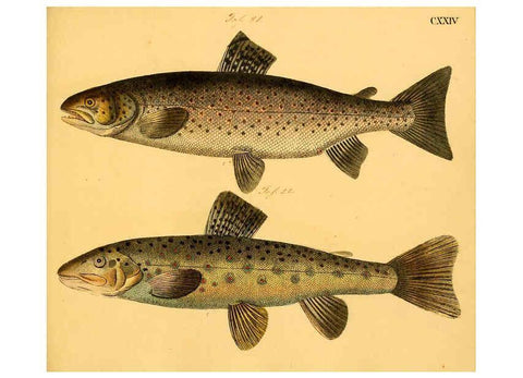 Reproducción/Reproduction 6058680425: Naturgeschichte in Bildern : mit erläuterndem Text / Von Professor Dr. Strack. Lief. 4. (Heft 33-56). Fische. Düsseldorf :Arnz & Co.,[1819-1826] 