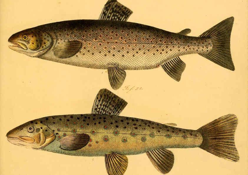 Reproducción/Reproduction 6058680425: Naturgeschichte in Bildern : mit erläuterndem Text / Von Professor Dr. Strack. Lief. 4. (Heft 33-56). Fische. Düsseldorf :Arnz & Co.,[1819-1826] 