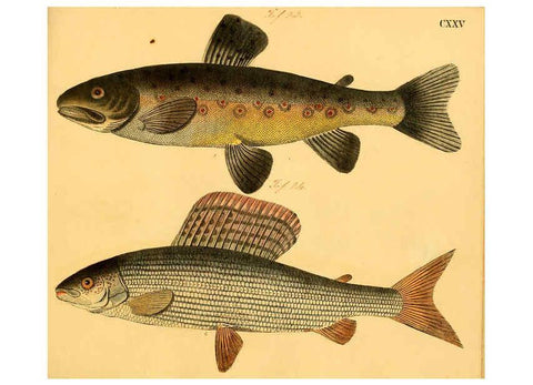 Reproducción/Reproduction 6059228238: Naturgeschichte in Bildern : mit erläuterndem Text / Von Professor Dr. Strack. Lief. 4. (Heft 33-56). Fische. Düsseldorf :Arnz & Co.,[1819-1826] 