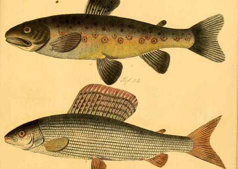 Reproducción/Reproduction 6059228238: Naturgeschichte in Bildern : mit erläuterndem Text / Von Professor Dr. Strack. Lief. 4. (Heft 33-56). Fische. Düsseldorf :Arnz & Co.,[1819-1826] 