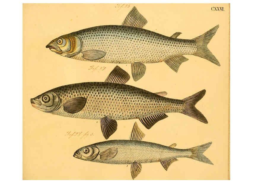 Reproducción/Reproduction 6058680971: Naturgeschichte in Bildern : mit erläuterndem Text / Von Professor Dr. Strack. Lief. 4. (Heft 33-56). Fische. Düsseldorf :Arnz & Co.,[1819-1826] 