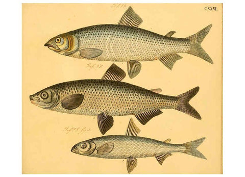Reproducción/Reproduction 6058680971: Naturgeschichte in Bildern : mit erläuterndem Text / Von Professor Dr. Strack. Lief. 4. (Heft 33-56). Fische. Düsseldorf :Arnz & Co.,[1819-1826] 
