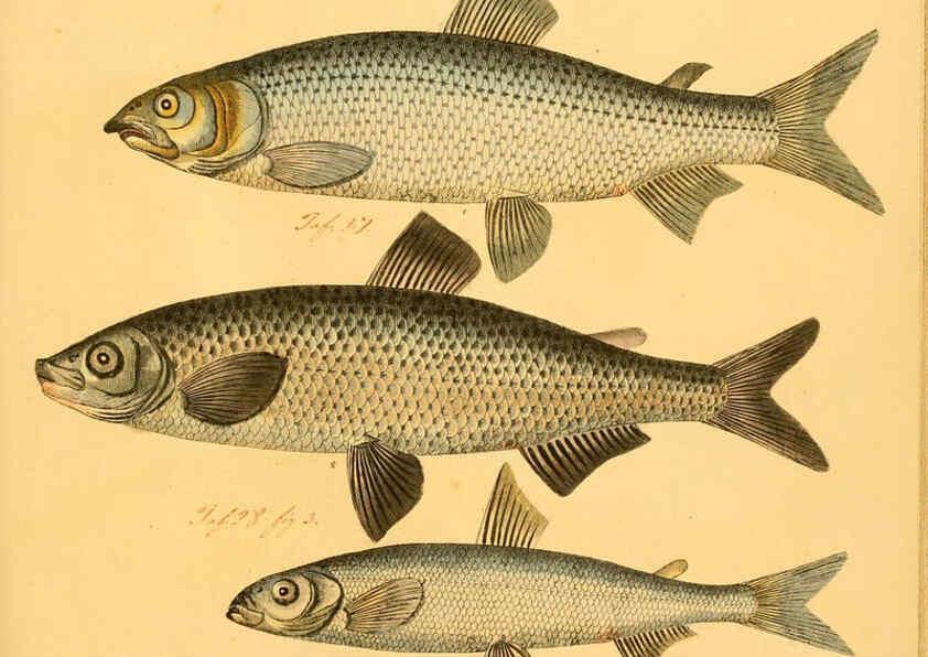 Reproducción/Reproduction 6058680971: Naturgeschichte in Bildern : mit erläuterndem Text / Von Professor Dr. Strack. Lief. 4. (Heft 33-56). Fische. Düsseldorf :Arnz & Co.,[1819-1826] 