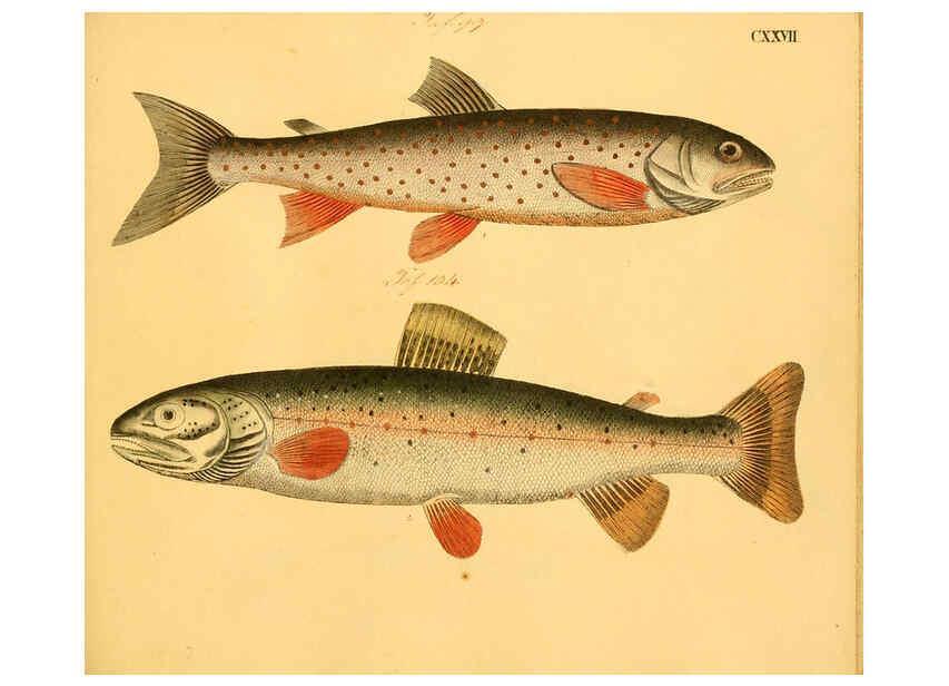 Reproducción/Reproduction 6059228548: Naturgeschichte in Bildern : mit erläuterndem Text / Von Professor Dr. Strack. Lief. 4. (Heft 33-56). Fische. Düsseldorf :Arnz & Co.,[1819-1826] 