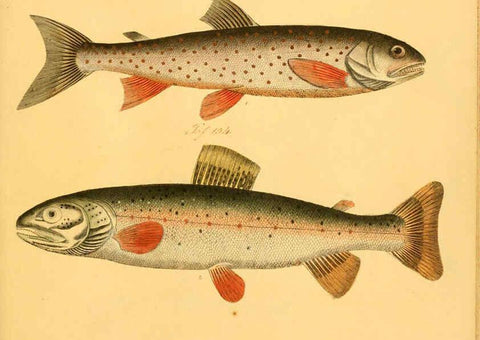Reproducción/Reproduction 6059228548: Naturgeschichte in Bildern : mit erläuterndem Text / Von Professor Dr. Strack. Lief. 4. (Heft 33-56). Fische. Düsseldorf :Arnz & Co.,[1819-1826] 