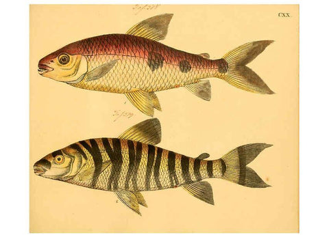 Reproducción/Reproduction 6058679553: Naturgeschichte in Bildern : mit erläuterndem Text / Von Professor Dr. Strack. Lief. 4. (Heft 33-56). Fische. Düsseldorf :Arnz & Co.,[1819-1826] 