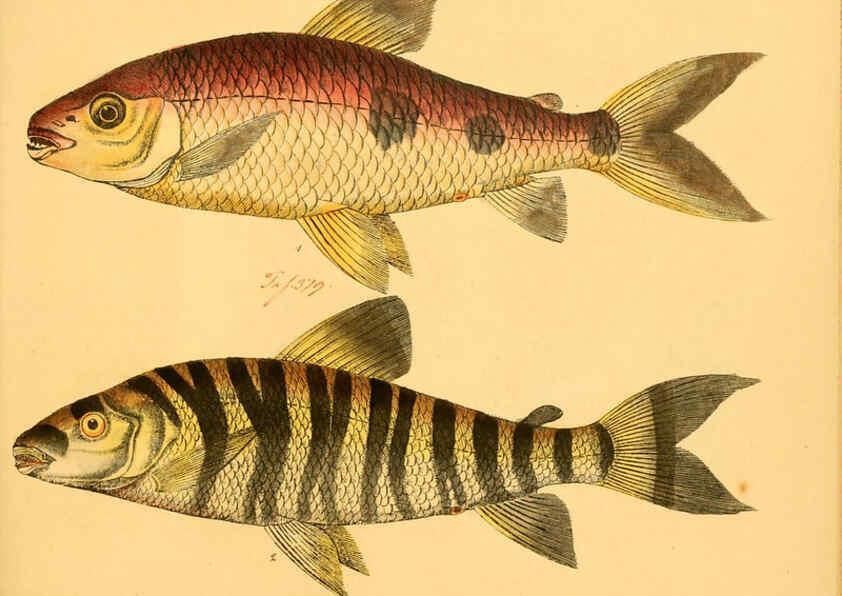 Reproducción/Reproduction 6058679553: Naturgeschichte in Bildern : mit erläuterndem Text / Von Professor Dr. Strack. Lief. 4. (Heft 33-56). Fische. Düsseldorf :Arnz & Co.,[1819-1826] 