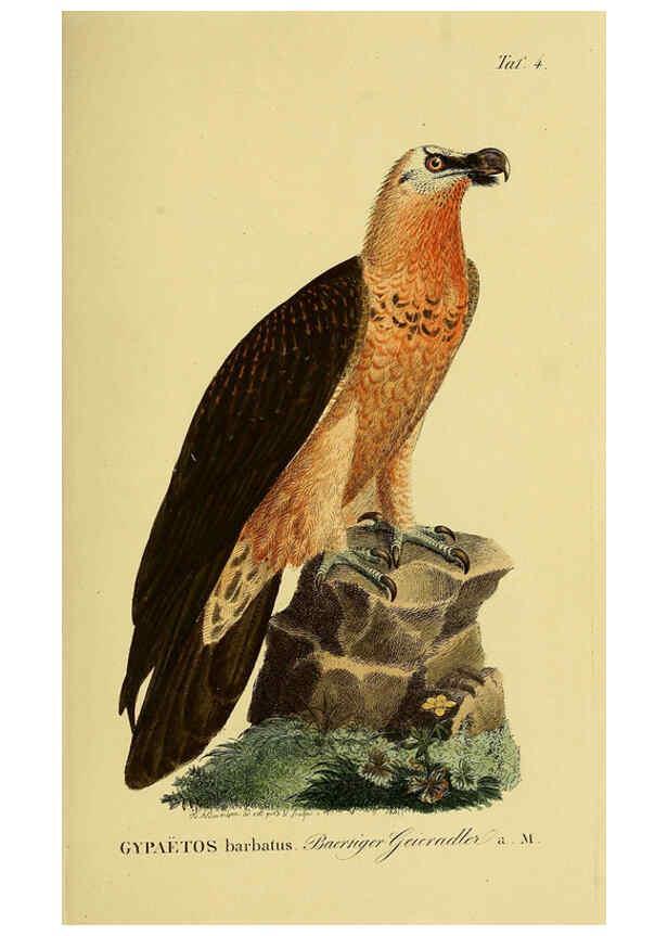 Reproducción/Reproduction 6058828177: Johann Andreas Naumann's ... Naturgeschichte der Vögel Deutschlands, nach einigen Erfahrungen entworfen. 13.T.Plates Leipzig :G. Fleischer,1820-1860