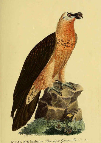 Reproducción/Reproduction 6058828177: Johann Andreas Naumann's ... Naturgeschichte der Vögel Deutschlands, nach einigen Erfahrungen entworfen. 13.T.Plates Leipzig :G. Fleischer,1820-1860