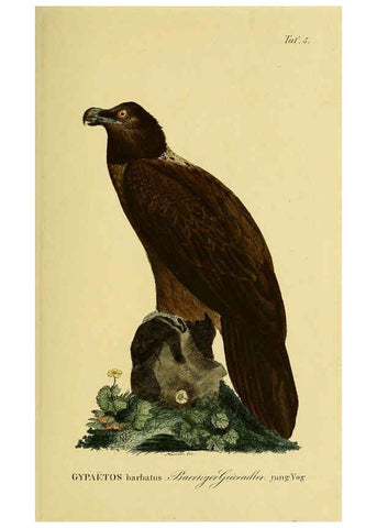 Reproducción/Reproduction 6058828483: Johann Andreas Naumann's ... Naturgeschichte der Vögel Deutschlands, nach einigen Erfahrungen entworfen. 13.T.Plates Leipzig :G. Fleischer,1820-1860