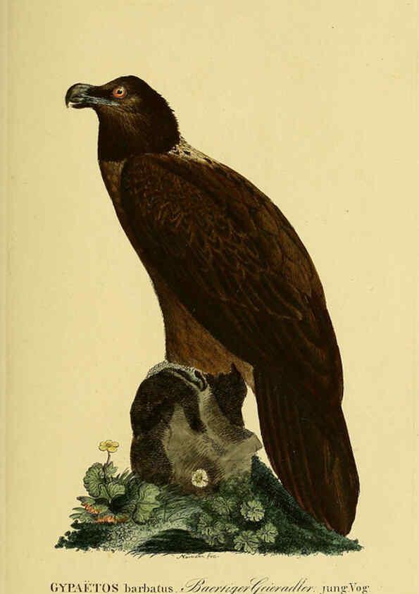 Reproducción/Reproduction 6058828483: Johann Andreas Naumann's ... Naturgeschichte der Vögel Deutschlands, nach einigen Erfahrungen entworfen. 13.T.Plates Leipzig :G. Fleischer,1820-1860