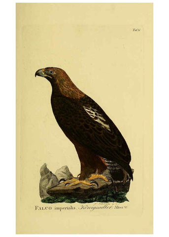 Reproducción/Reproduction 6058828801: Johann Andreas Naumann's ... Naturgeschichte der Vögel Deutschlands, nach einigen Erfahrungen entworfen. 13.T.Plates Leipzig :G. Fleischer,1820-1860