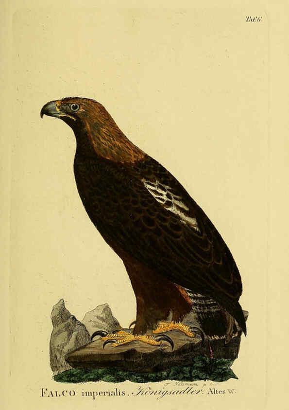Reproducción/Reproduction 6058828801: Johann Andreas Naumann's ... Naturgeschichte der Vögel Deutschlands, nach einigen Erfahrungen entworfen. 13.T.Plates Leipzig :G. Fleischer,1820-1860