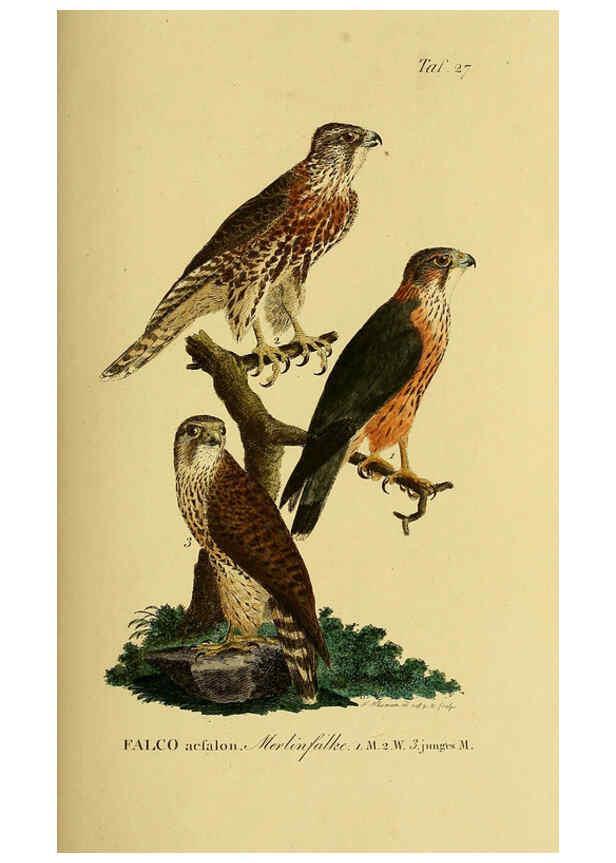 Reproducción/Reproduction 6059382536: Johann Andreas Naumann's ... Naturgeschichte der Vögel Deutschlands, nach einigen Erfahrungen entworfen. 13.T.Plates Leipzig :G. Fleischer,1820-1860