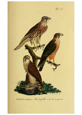 Reproducción/Reproduction 6059382536: Johann Andreas Naumann's ... Naturgeschichte der Vögel Deutschlands, nach einigen Erfahrungen entworfen. 13.T.Plates Leipzig :G. Fleischer,1820-1860