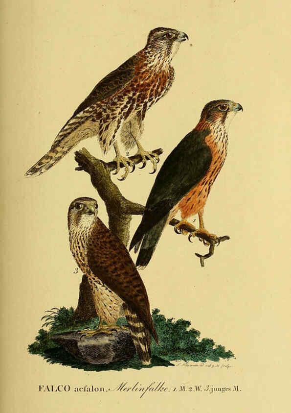 Reproducción/Reproduction 6059382536: Johann Andreas Naumann's ... Naturgeschichte der Vögel Deutschlands, nach einigen Erfahrungen entworfen. 13.T.Plates Leipzig :G. Fleischer,1820-1860