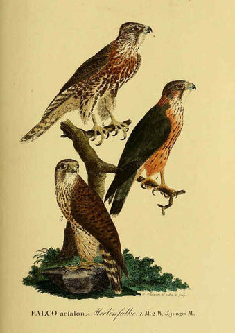 Reproducción/Reproduction 6059382536: Johann Andreas Naumann's ... Naturgeschichte der Vögel Deutschlands, nach einigen Erfahrungen entworfen. 13.T.Plates Leipzig :G. Fleischer,1820-1860