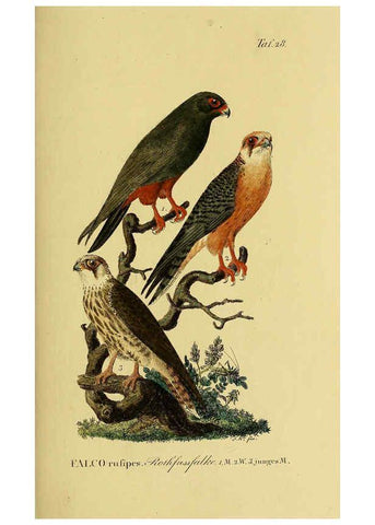 Reproducción/Reproduction 6058836267: Johann Andreas Naumann's ... Naturgeschichte der Vögel Deutschlands, nach einigen Erfahrungen entworfen. 13.T.Plates Leipzig :G. Fleischer,1820-1860