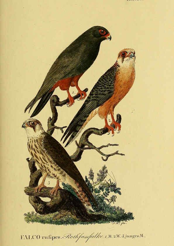Reproducción/Reproduction 6058836267: Johann Andreas Naumann's ... Naturgeschichte der Vögel Deutschlands, nach einigen Erfahrungen entworfen. 13.T.Plates Leipzig :G. Fleischer,1820-1860