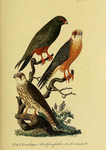 Reproducción/Reproduction 6058836267: Johann Andreas Naumann's ... Naturgeschichte der Vögel Deutschlands, nach einigen Erfahrungen entworfen. 13.T.Plates Leipzig :G. Fleischer,1820-1860