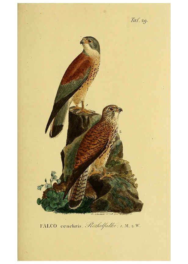 Reproducción/Reproduction 6058836519: Johann Andreas Naumann's ... Naturgeschichte der Vögel Deutschlands, nach einigen Erfahrungen entworfen. 13.T.Plates Leipzig :G. Fleischer,1820-1860