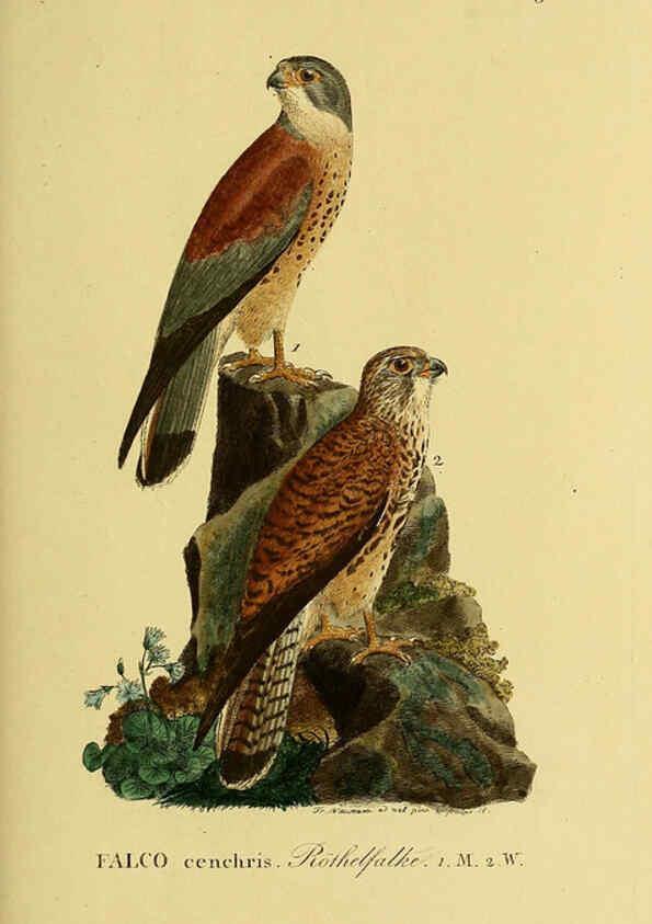 Reproducción/Reproduction 6058836519: Johann Andreas Naumann's ... Naturgeschichte der Vögel Deutschlands, nach einigen Erfahrungen entworfen. 13.T.Plates Leipzig :G. Fleischer,1820-1860
