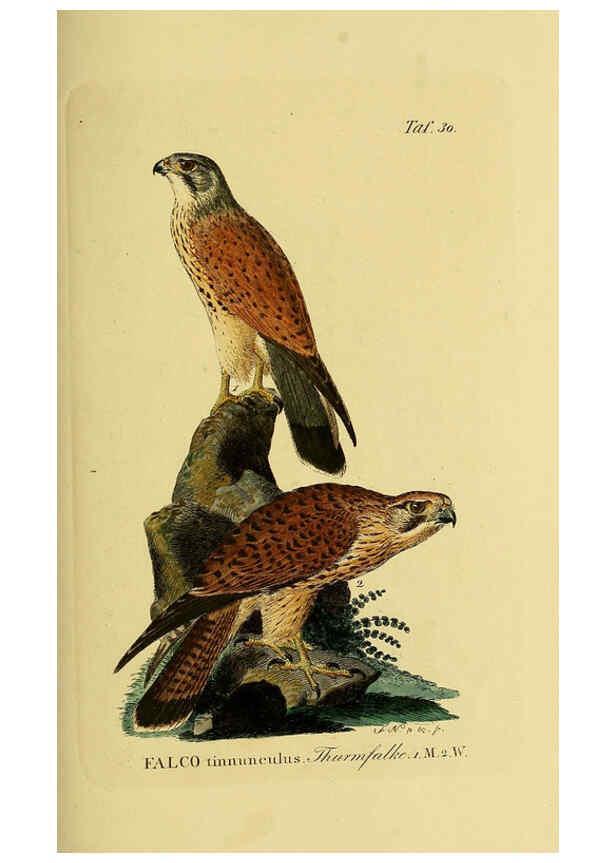 Reproducción/Reproduction 6059383386: Johann Andreas Naumann's ... Naturgeschichte der Vögel Deutschlands, nach einigen Erfahrungen entworfen. 13.T.Plates Leipzig :G. Fleischer,1820-1860