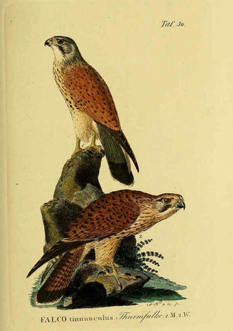 Reproducción/Reproduction 6059383386: Johann Andreas Naumann's ... Naturgeschichte der Vögel Deutschlands, nach einigen Erfahrungen entworfen. 13.T.Plates Leipzig :G. Fleischer,1820-1860