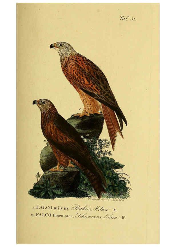 Reproducción/Reproduction 6058837071: Johann Andreas Naumann's ... Naturgeschichte der Vögel Deutschlands, nach einigen Erfahrungen entworfen. 13.T.Plates Leipzig :G. Fleischer,1820-1860