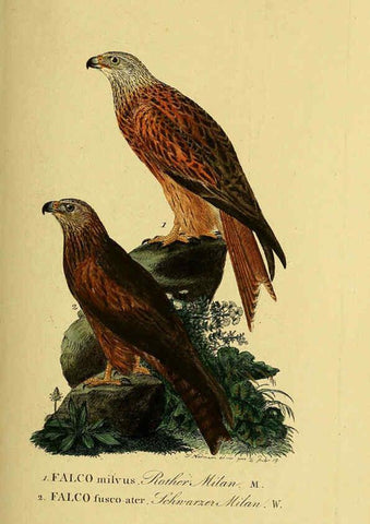 Reproducción/Reproduction 6058837071: Johann Andreas Naumann's ... Naturgeschichte der Vögel Deutschlands, nach einigen Erfahrungen entworfen. 13.T.Plates Leipzig :G. Fleischer,1820-1860