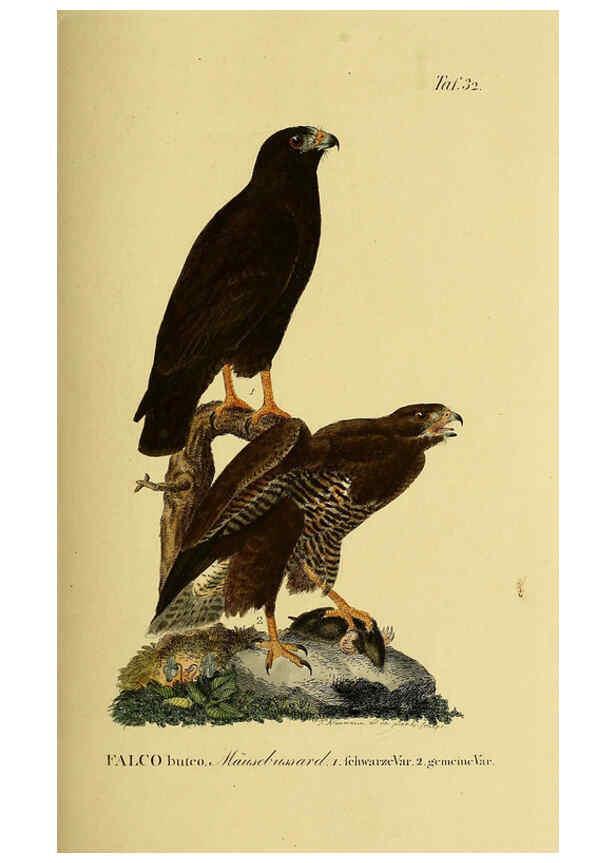 Reproducción/Reproduction 6058837353: Johann Andreas Naumann's ... Naturgeschichte der Vögel Deutschlands, nach einigen Erfahrungen entworfen. 13.T.Plates Leipzig :G. Fleischer,1820-1860