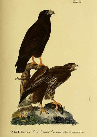 Reproducción/Reproduction 6058837353: Johann Andreas Naumann's ... Naturgeschichte der Vögel Deutschlands, nach einigen Erfahrungen entworfen. 13.T.Plates Leipzig :G. Fleischer,1820-1860