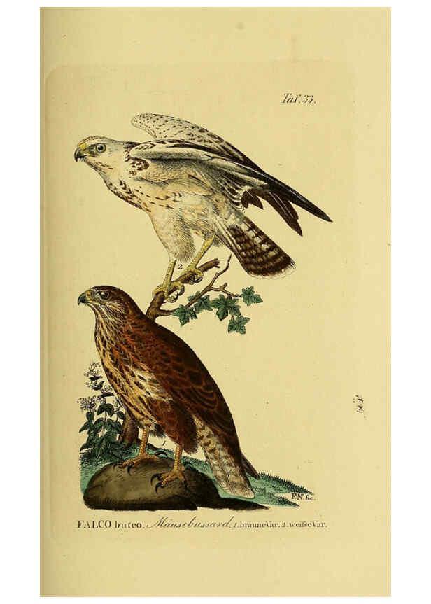 Reproducción/Reproduction 6059384234: Johann Andreas Naumann's ... Naturgeschichte der Vögel Deutschlands, nach einigen Erfahrungen entworfen. 13.T.Plates Leipzig :G. Fleischer,1820-1860