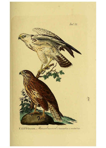 Reproducción/Reproduction 6059384234: Johann Andreas Naumann's ... Naturgeschichte der Vögel Deutschlands, nach einigen Erfahrungen entworfen. 13.T.Plates Leipzig :G. Fleischer,1820-1860