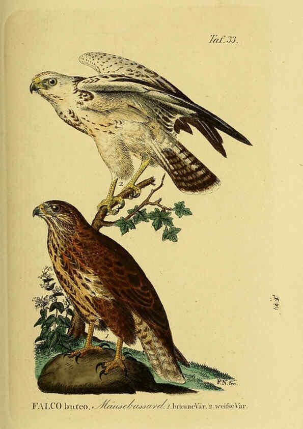 Reproducción/Reproduction 6059384234: Johann Andreas Naumann's ... Naturgeschichte der Vögel Deutschlands, nach einigen Erfahrungen entworfen. 13.T.Plates Leipzig :G. Fleischer,1820-1860