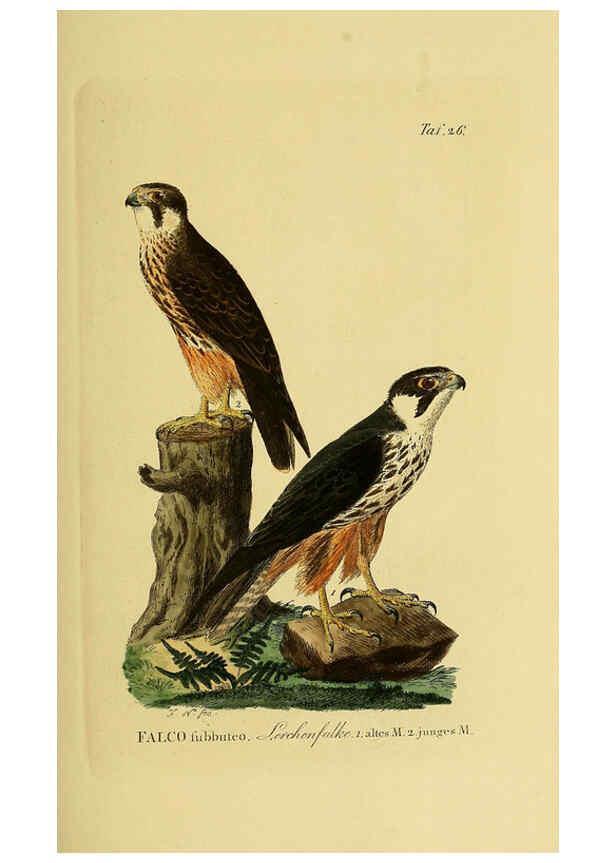 Reproducción/Reproduction 6058835747: Johann Andreas Naumann's ... Naturgeschichte der Vögel Deutschlands, nach einigen Erfahrungen entworfen. 13.T.Plates Leipzig :G. Fleischer,1820-1860