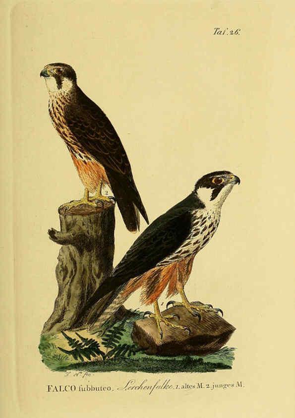 Reproducción/Reproduction 6058835747: Johann Andreas Naumann's ... Naturgeschichte der Vögel Deutschlands, nach einigen Erfahrungen entworfen. 13.T.Plates Leipzig :G. Fleischer,1820-1860
