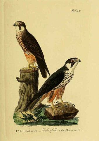 Reproducción/Reproduction 6058835747: Johann Andreas Naumann's ... Naturgeschichte der Vögel Deutschlands, nach einigen Erfahrungen entworfen. 13.T.Plates Leipzig :G. Fleischer,1820-1860