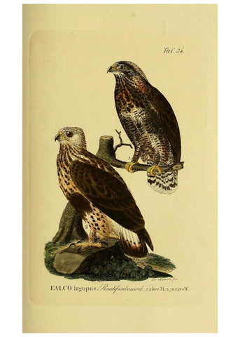 Reproducción/Reproduction 6058837997: Johann Andreas Naumann's ... Naturgeschichte der Vögel Deutschlands, nach einigen Erfahrungen entworfen. 13.T.Plates Leipzig :G. Fleischer,1820-1860
