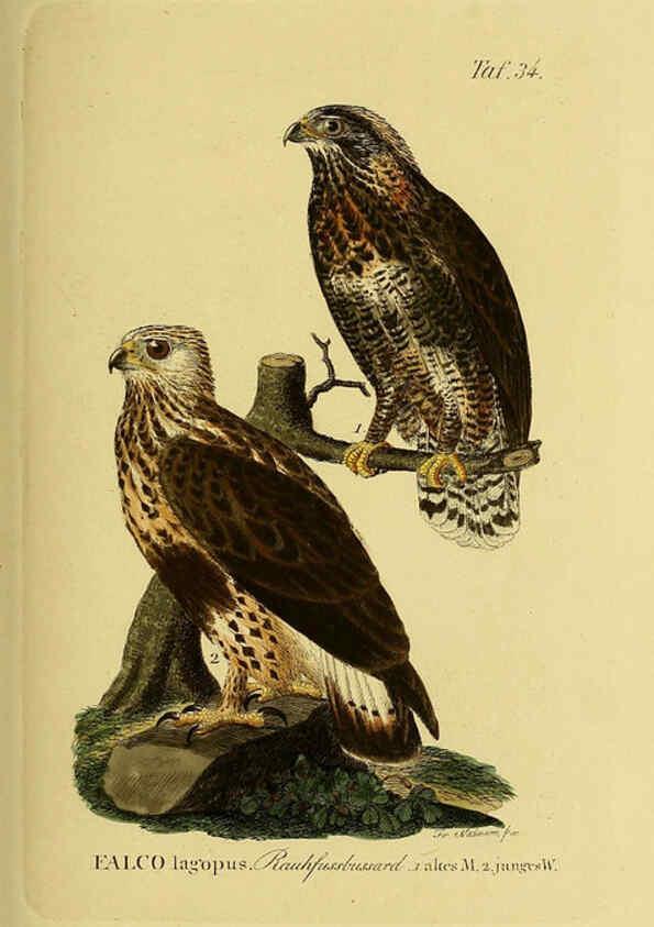 Reproducción/Reproduction 6058837997: Johann Andreas Naumann's ... Naturgeschichte der Vögel Deutschlands, nach einigen Erfahrungen entworfen. 13.T.Plates Leipzig :G. Fleischer,1820-1860