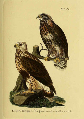 Reproducción/Reproduction 6058837997: Johann Andreas Naumann's ... Naturgeschichte der Vögel Deutschlands, nach einigen Erfahrungen entworfen. 13.T.Plates Leipzig :G. Fleischer,1820-1860