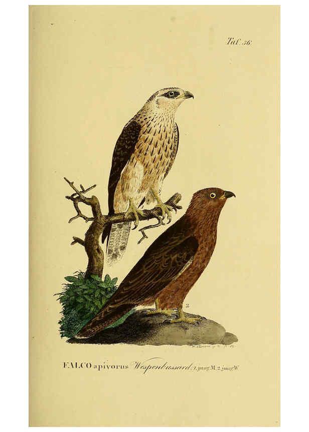 Reproducción/Reproduction 6059385044: Johann Andreas Naumann's ... Naturgeschichte der Vögel Deutschlands, nach einigen Erfahrungen entworfen. 13.T.Plates Leipzig :G. Fleischer,1820-1860