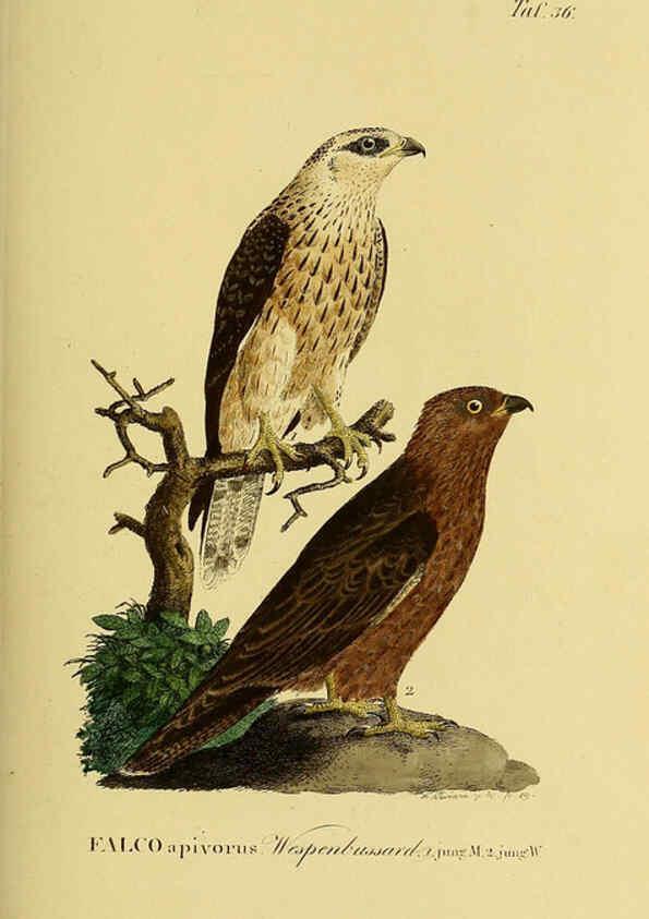 Reproducción/Reproduction 6059385044: Johann Andreas Naumann's ... Naturgeschichte der Vögel Deutschlands, nach einigen Erfahrungen entworfen. 13.T.Plates Leipzig :G. Fleischer,1820-1860