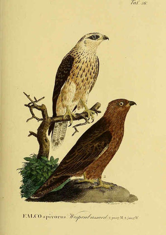 Reproducción/Reproduction 6059385044: Johann Andreas Naumann's ... Naturgeschichte der Vögel Deutschlands, nach einigen Erfahrungen entworfen. 13.T.Plates Leipzig :G. Fleischer,1820-1860