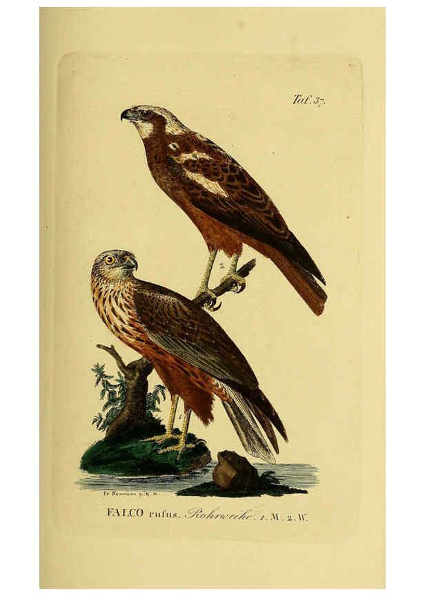 Reproducción/Reproduction 6059385262: Johann Andreas Naumann's ... Naturgeschichte der Vögel Deutschlands, nach einigen Erfahrungen entworfen. 13.T.Plates Leipzig :G. Fleischer,1820-1860