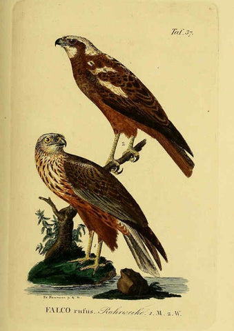 Reproducción/Reproduction 6059385262: Johann Andreas Naumann's ... Naturgeschichte der Vögel Deutschlands, nach einigen Erfahrungen entworfen. 13.T.Plates Leipzig :G. Fleischer,1820-1860