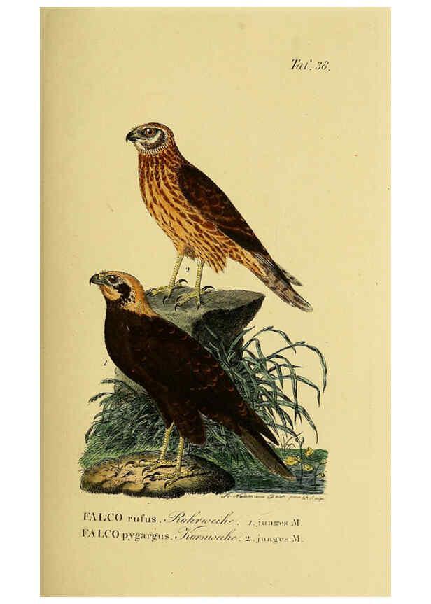 Reproducción/Reproduction 6058839077: Johann Andreas Naumann's ... Naturgeschichte der Vögel Deutschlands, nach einigen Erfahrungen entworfen. 13.T.Plates Leipzig :G. Fleischer,1820-1860